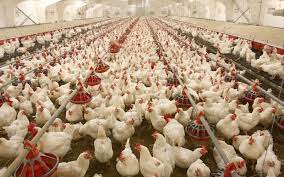 Ban on poultry imports from Spain lifted
