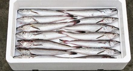 Government raises N$110 million through hake quota auction