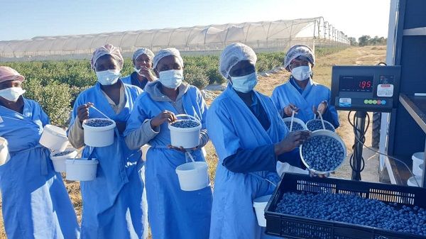 Mashare Berries kicks off second blue berry harvest for local and export market