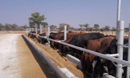 Ox production will only be viable again when slaughter prices improve