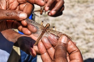 FAO deploys new application to combat locust outbreak locally