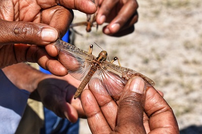 FAO deploys new application to combat locust outbreak locally