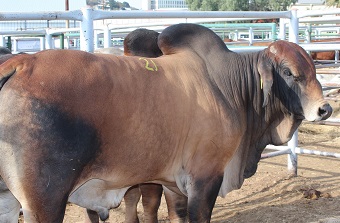 Second Genetics Auction Group achieves average of N$39,000 for bulls