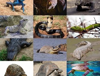 What are the consequences of smuggling reptiles? – Public talk to be hosted by Scientific Society