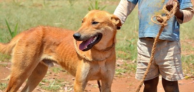 First field oral rabies vaccination of dogs in the north
