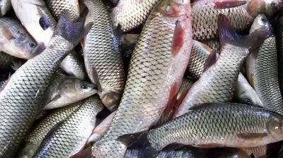 Namibia earns N$3.7 billion from agriculture, fishing exports