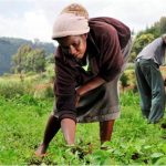 Can women benefit from green jobs? “Yes, but…” says report by UN Women, African Development