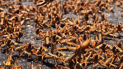 Brown locusts swarm on Karasburg district – Agriculture Ministry battles 3rd outbreak