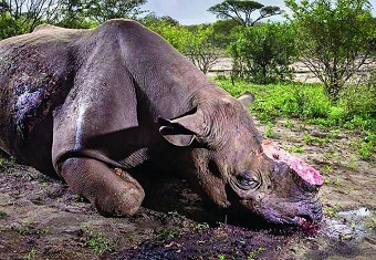 Economic growth and biodiversity adversely affected by wildlife crimes – report