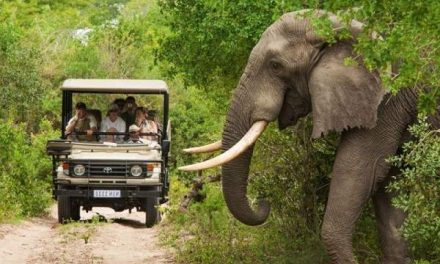 5 Best luxury Kruger National Park Safaris for MoAfrika Outreach Africa