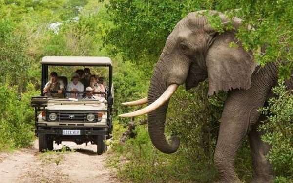 5 Best luxury Kruger National Park Safaris for MoAfrika Outreach Africa