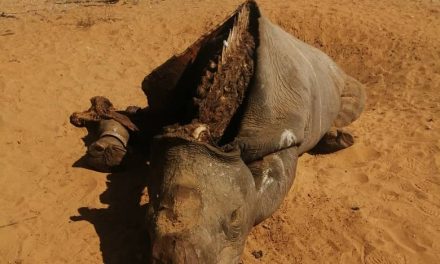 Two alleged rhino poachers apprehended