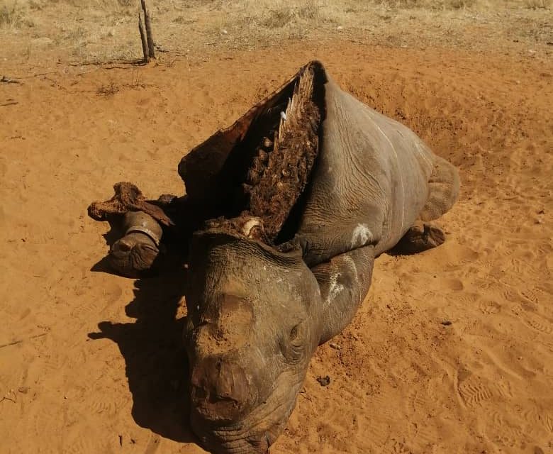 Two alleged rhino poachers apprehended