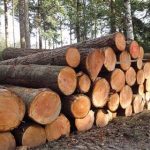Lifting of timber export ban by Zamibian gvt set to benefit Namport