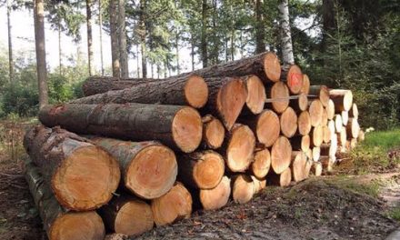 Lifting of timber export ban by Zambian govt set to benefit Namport