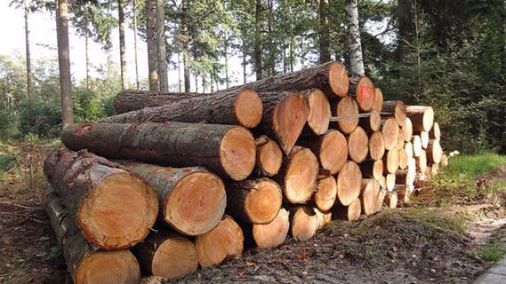 Lifting of timber export ban by Zambian govt set to benefit Namport