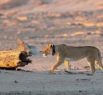 Desert-adapted lions in poor condition, but not dire – Ministry