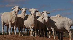 Meat Board wants sheep marketing scheme abolished