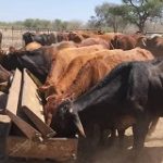 Situation at Kavango Cattle Ranch improving, but still not at its best –  Kavango West Regional Council