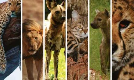 From a tiny weasel to a lion, all covered in new carnivore Red Data Book
