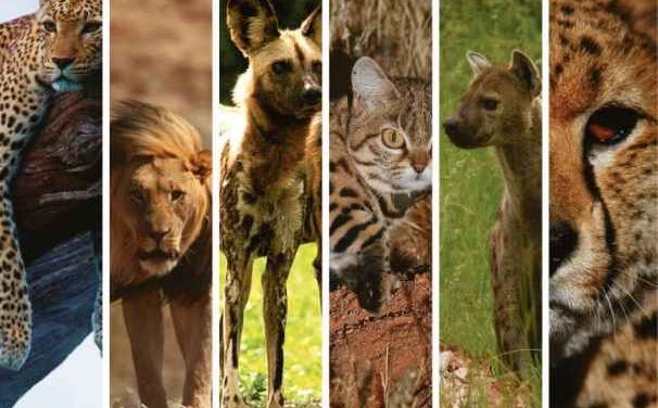 From a tiny weasel to a lion, all covered in new carnivore Red Data Book