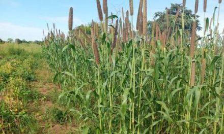 SADC citizens encouraged to embrace millet as nutritious fine grain cereal