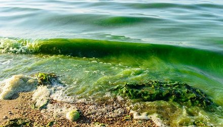 Towards an early warning system for harmful algal blooms in Namibia