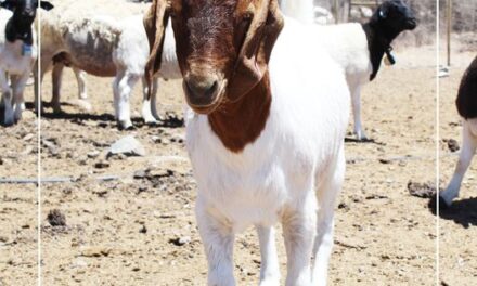 Agra to host goat production course – Public invited to register