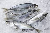 Prices for frozen horse mackerel to increase – Last price increase announced in 2018