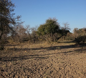 Justice delayed is justice denied: San land rights in Tsumkwe District
