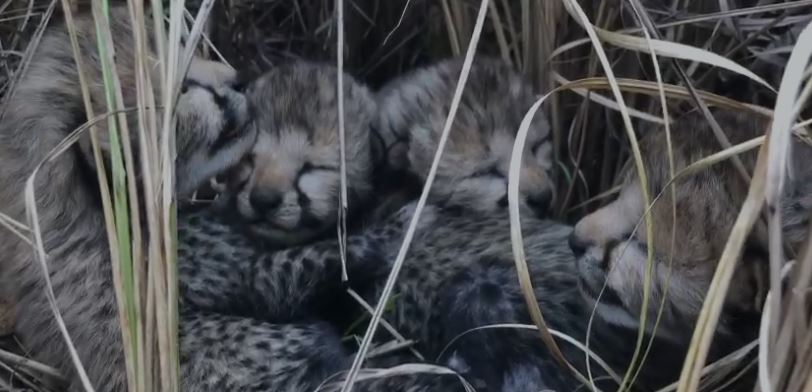 Translocated Namibian cheetah gives birth to four cubs in India