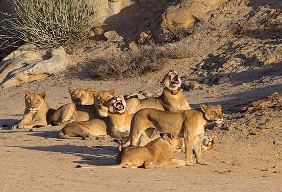 Protecting desert lions not possible without satellite connectivity